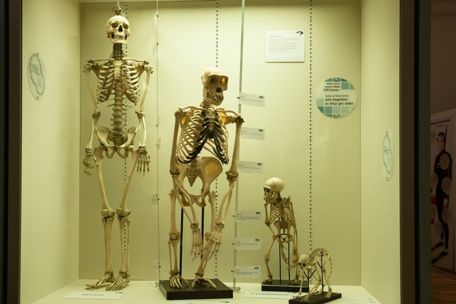 skeletons at the evolution exhibit